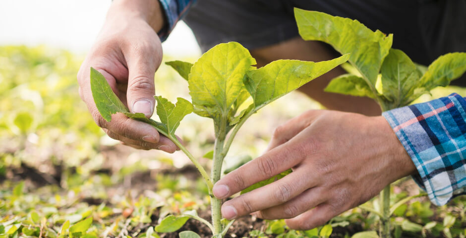 В Омской области застрахована треть посевов после введения ЧС из-за переувлажнения