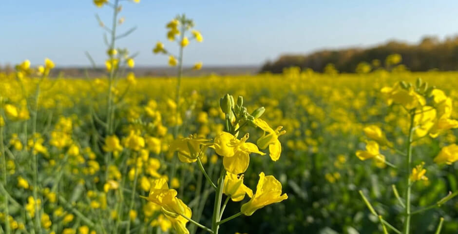 Иркутская область нарастила агроэкспорт: за полгода поставлено продукции почти на $45 млн