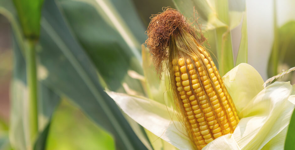 Приморские аграрии увеличили объем осенней обработки почвы перед посевной-2026