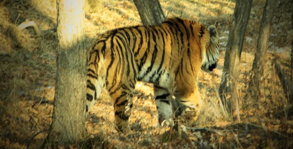 В Приморье пытались застрелить краснокнижного амурского тигра