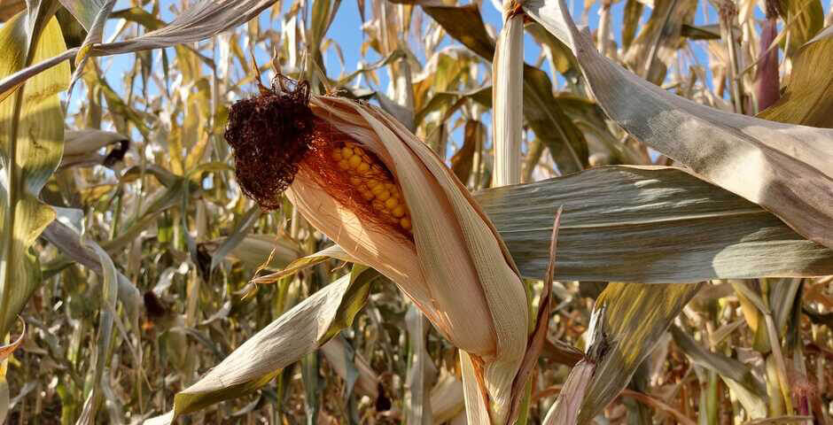 В Иркутской области ожидают рекордный урожай кукурузы — 233 тыс. тонн