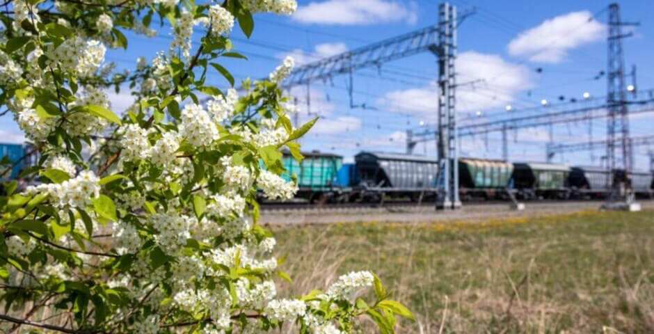 Погрузка зерна на ЗСЖД выросла в 2,5 раза в первом полугодии 2025 года