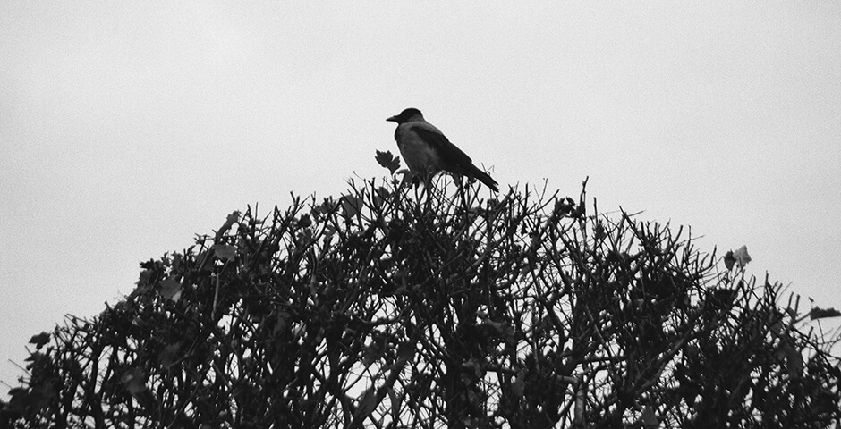 Полуденная сводка: кризис на Украине, 24 августа