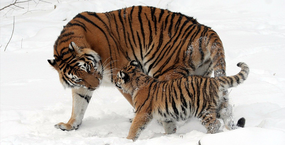 Предновогодний подарок: тигрица Светлая в ЕАО стала мамой в третий раз