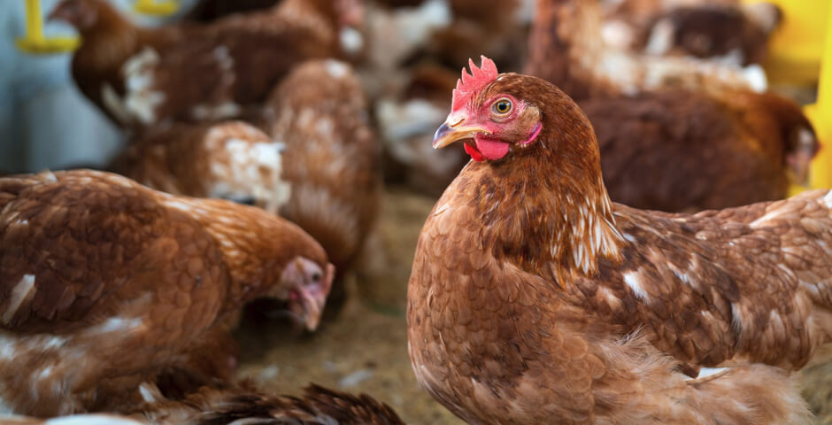 Крупную птицефабрику под Новосибирском планируют запустить к началу 2026 года