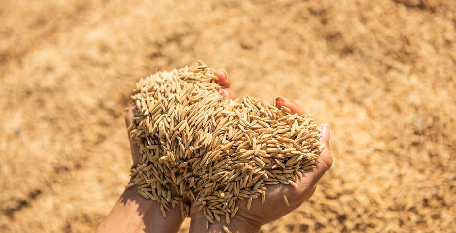 Дожди и похолодание замедляют уборочную кампанию в Новосибирской области