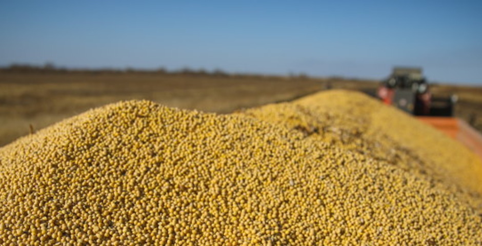 ЕАО экспортировала в Китай 20 тысяч тонн сои 