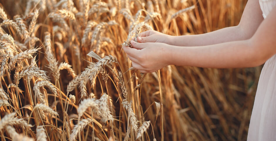 В Новосибирской области урожай зерна может впервые за несколько лет превысить 3 миллиона тонн