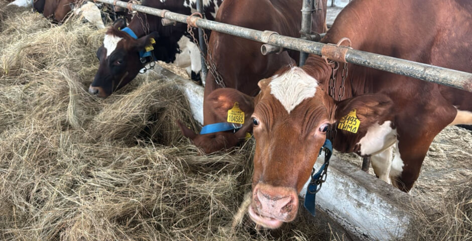 Хабаровские фермеры увеличивают поголовье крупного рогатого скота за счет краевых субсидий