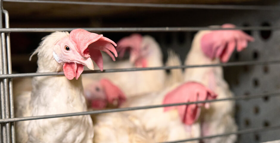 Чукотка в 2025 году полностью обеспечила себя куриным яйцом местного производства