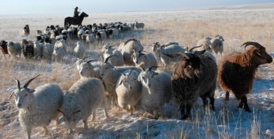 Тыва стала лучшей в Сибири по производству шерсти