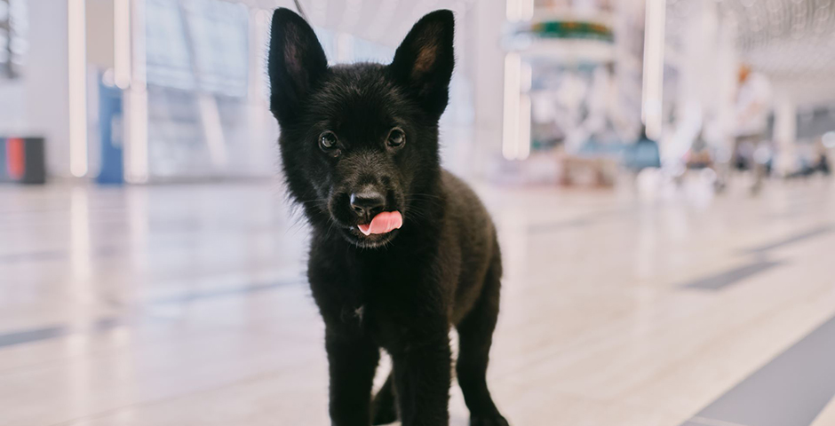 В аэровокзале «Южно-Сахалинск» формируют собственную кинологическую службу