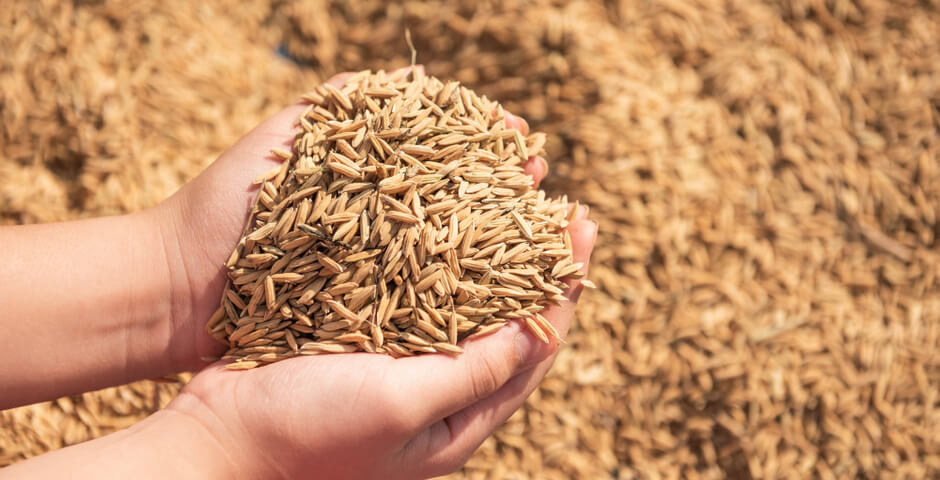 Новосибирская область может собрать до 2,8 млн тонн зерновых и зернобобовых