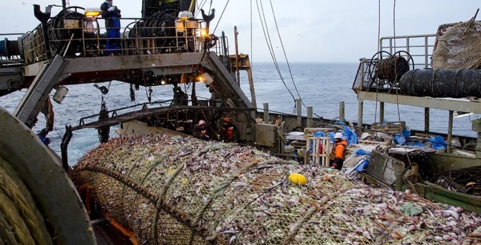 Российские рыболовы дали фору американцам по производству филе минтая