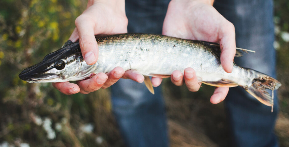 На Чукотке распределяют квоты на вылов пресноводной рыбы
