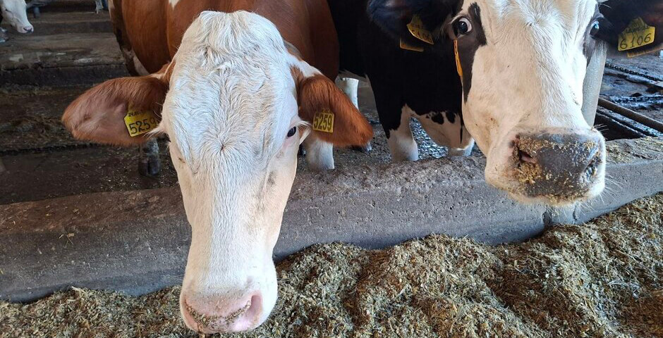 Красноярский край занял третье место в СФО по производству молока