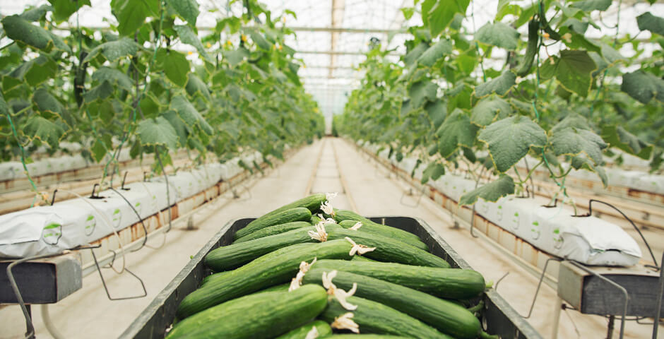 В Бурятии планируют построить крупный тепличный комплекс для обеспечения региона овощами