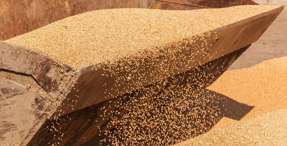 Экспорт зерна из Иркутской области с начала 2026 года вырос вдвое