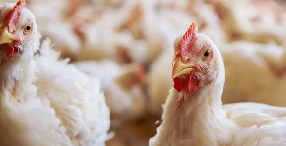 Компания «Хабаровский бройлер» стала резидентом ТОР «Хабаровск»