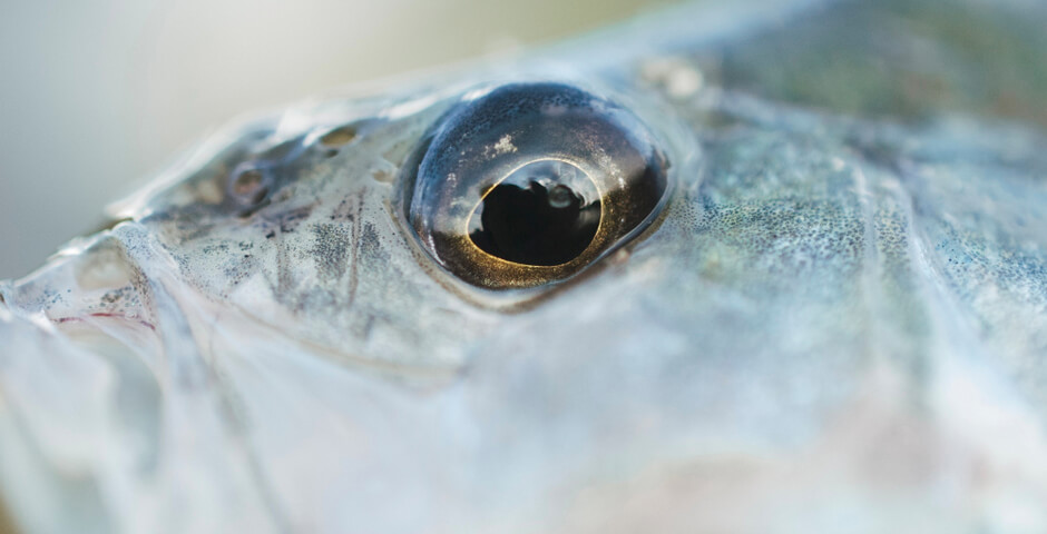 В Томске запущена первая очередь рыбного логистического центра