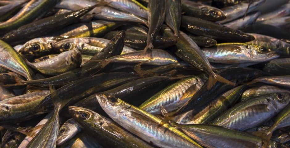  ЕАО и Хабаровский край отправили на экспорт 190 тонн рыбопродукции