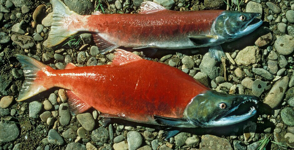 Комитет Госдумы предложил признать разведение тихоокеанских лососей стратегической деятельностью