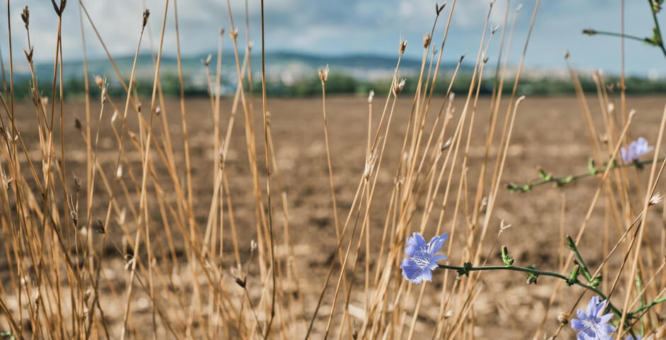 В Томской области планируют с 2027 года запустить льноводческий проект