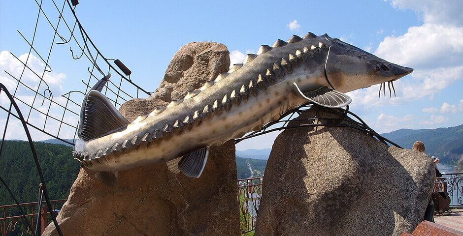 Суд обязал «Сузун» выполнить обязательства по зарыблению Енисея