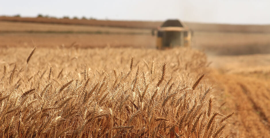 В России введен временный запрет на экспорт зерна и сахара