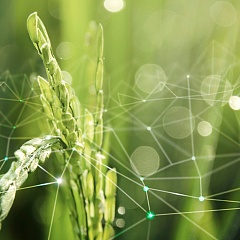 Республика Татарстан, Воронежская и Московская области — лидеры по инновационному развитию АПК