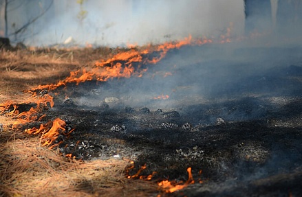 Пожарная обстановка в СФО и ДФО